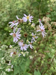 Symphyotrichum