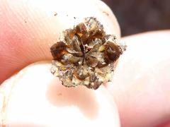 Antimima maleolens