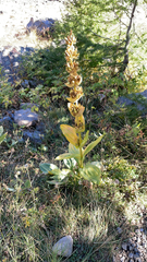 Gentiana lutea lutea