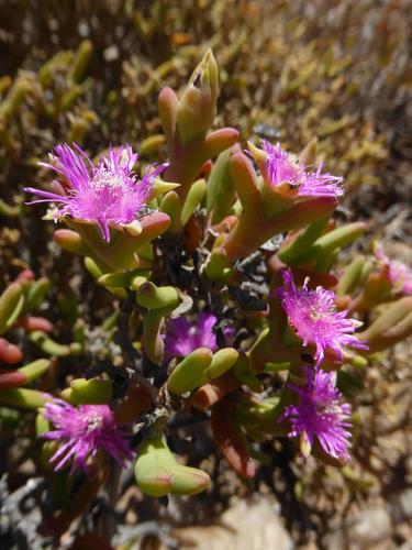 Antimima maleolens