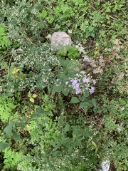 Symphyotrichum