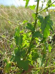 Cineraria atriplicifolia