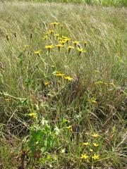 Cineraria atriplicifolia