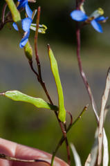 Heliophila linearis linearifolia