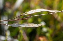 Heliophila linearis linearifolia