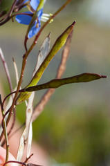 Heliophila linearis linearifolia