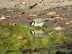 Parus major