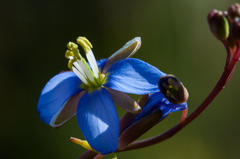 Heliophila linearis linearifolia