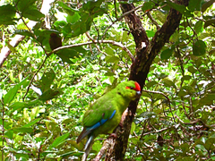 New Caledonian Parakeet photo 2