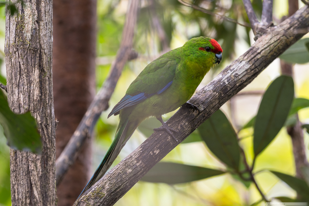 New Caledonian Parakeet