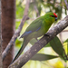 New Caledonian Parakeet - Photo (c) Fred-Desmoulins, some rights reserved (CC BY-SA)