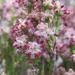Erica angulosa - Photo (c) douglaseustonbrown,  זכויות יוצרים חלקיות (CC BY-SA), הועלה על ידי douglaseustonbrown