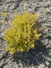 Nitrophila occidentalis