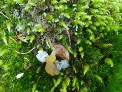 Hypomyces leotiicola