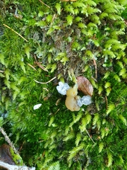 Hypomyces leotiicola