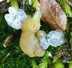 Hypomyces leotiicola