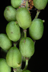Black cohosh