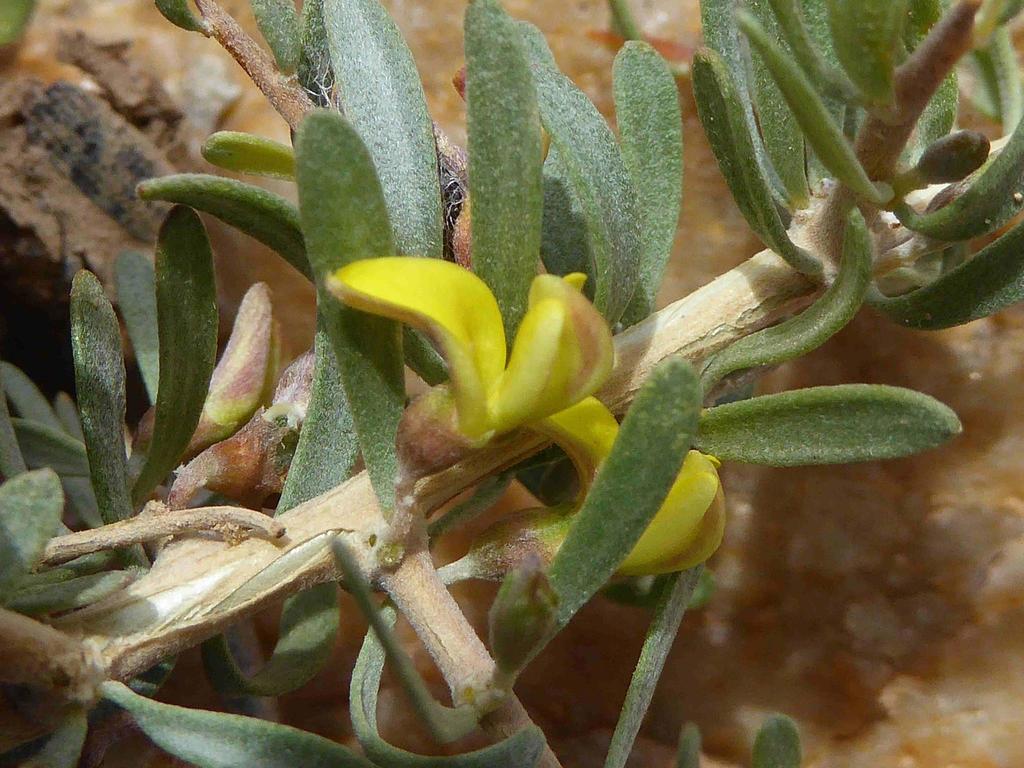 Aspalathus obtusata