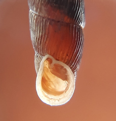 Macrogastra plicatula