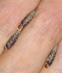 Macrogastra plicatula