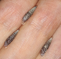 Macrogastra plicatula