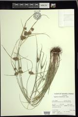 Cyperus × mesochorus