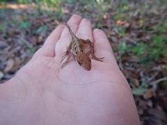 Anolis sagrei