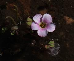 Oxalis amblyosepala