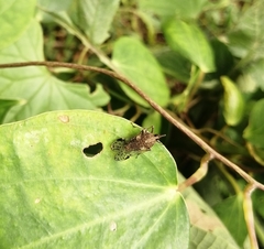 Avephora maculata