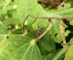 Avephora maculata