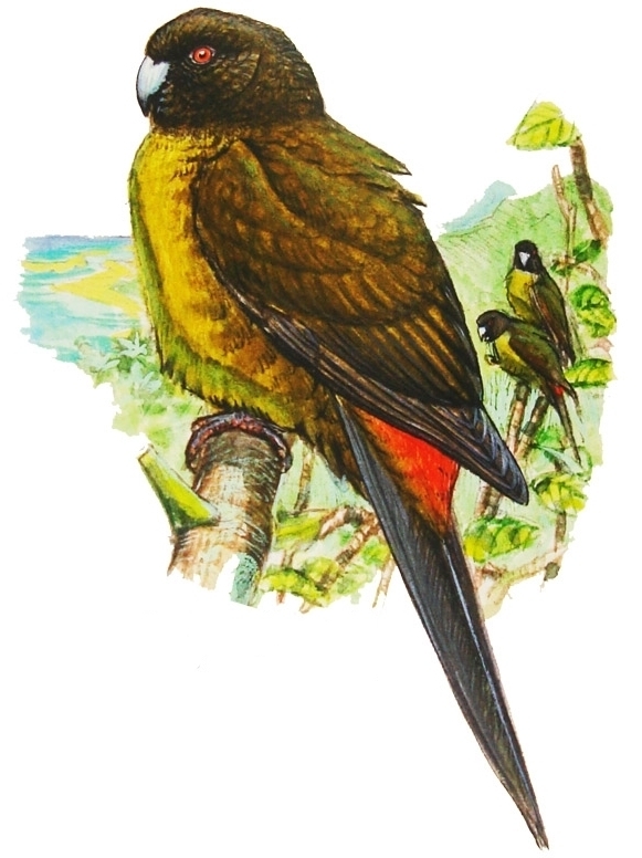 Raiatea Parakeet (Cyanoramphus ulietanus) photo