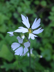 Lithophragma