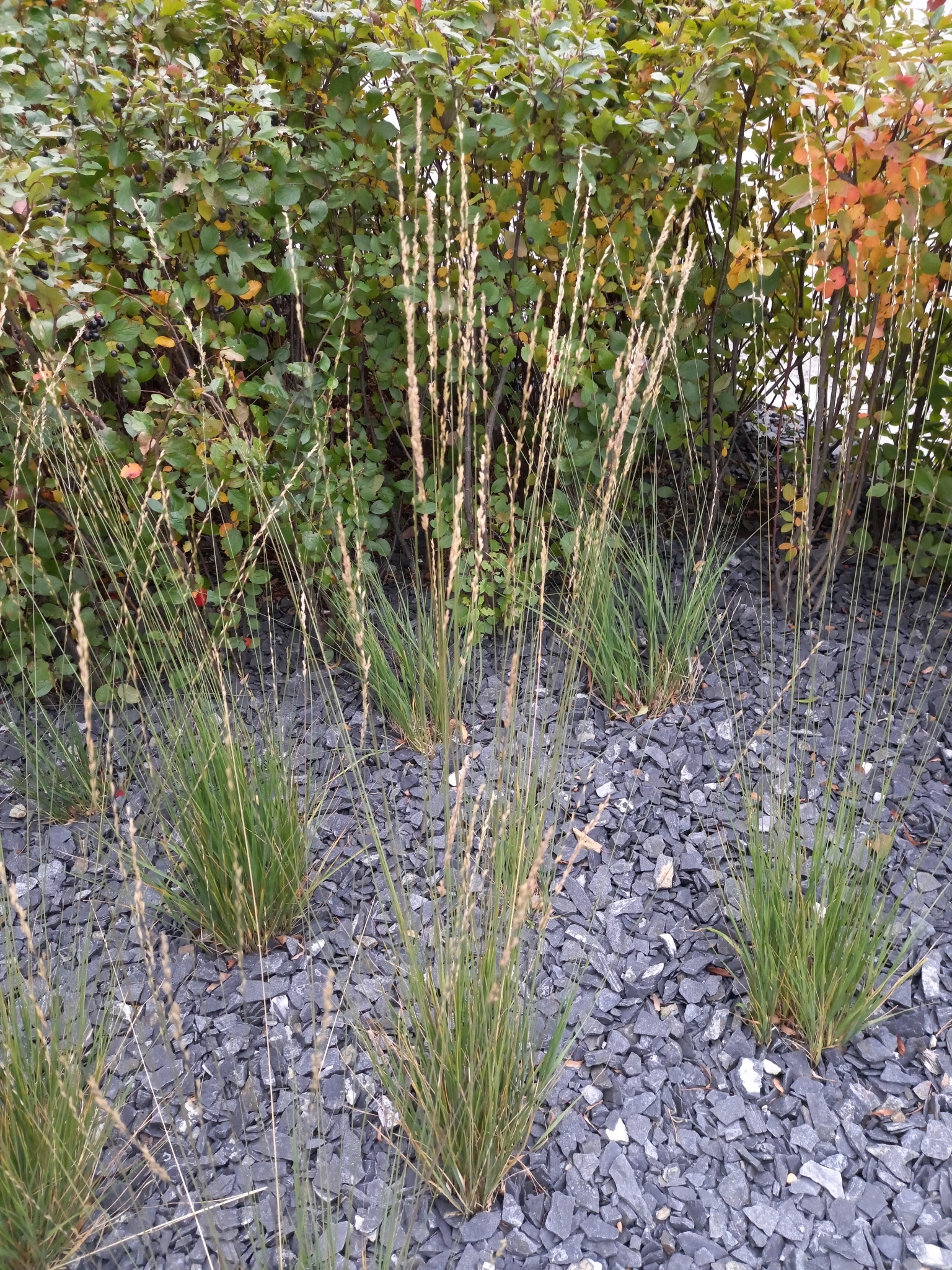 molinia caerulea