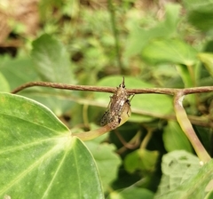 Avephora maculata