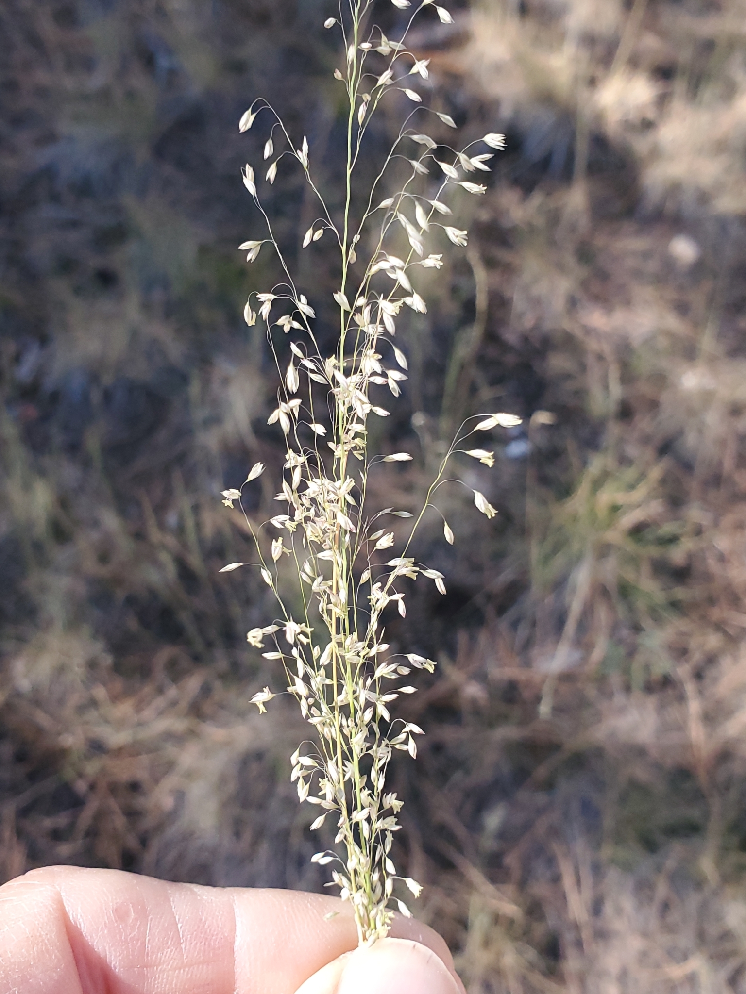 Muhlenbergia tricholepis