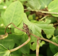 Avephora maculata
