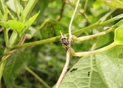 Avephora maculata