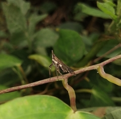 Avephora maculata