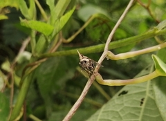 Avephora maculata