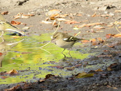 Fringilla coelebs