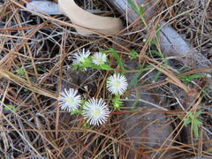 Delosperma inconspicuum