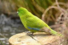 Antipodes Parakeet photo 2