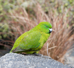 Antipodes Parakeet photo 1