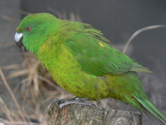 Antipodes Parakeet photo 3