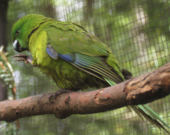 Antipodes Parakeet photo 4