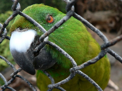 Antipodes Parakeet photo 5