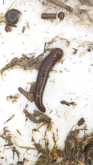 Hirudo medicinalis