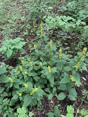 Solidago flexicaulis