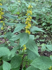 Solidago flexicaulis