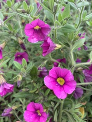 Calibrachoa dusenii